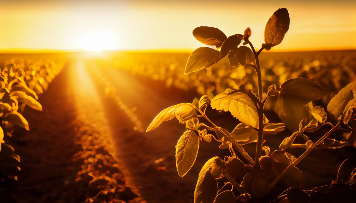 Vecteezy nature beauty sun sets over idyllic farmland 24622926 scaled.jpg