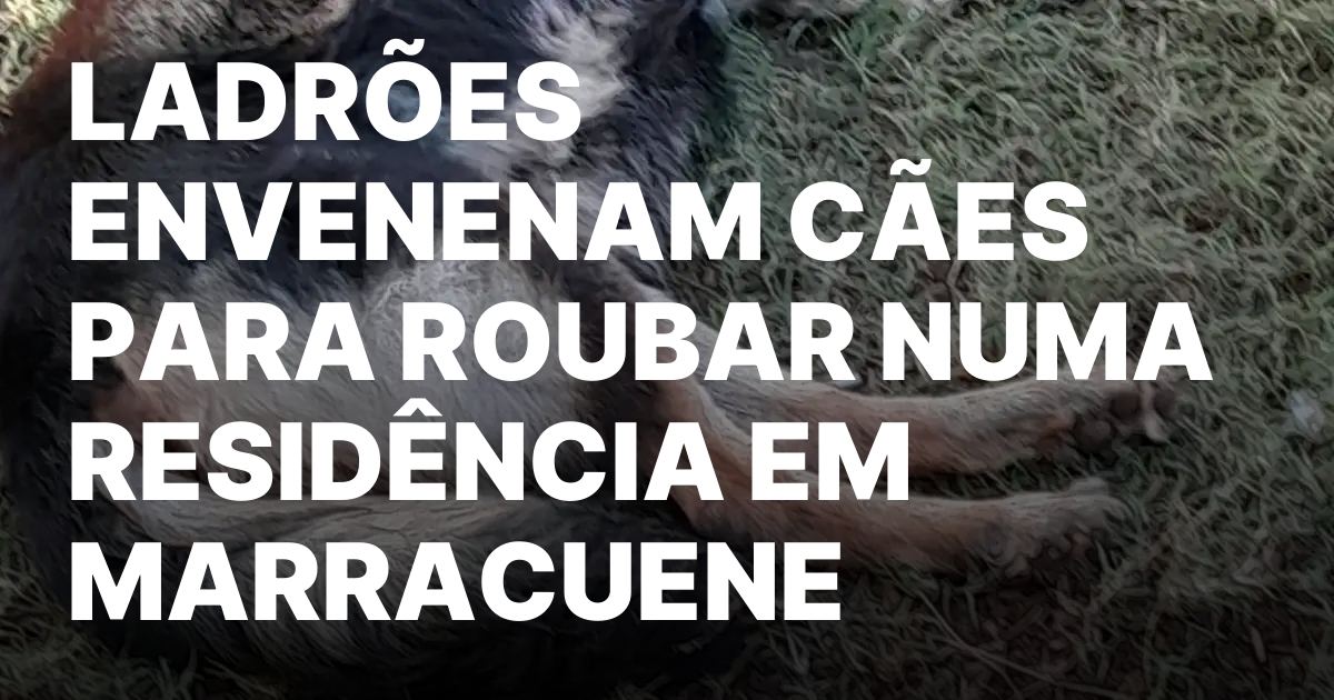 Ladroes envenenam caes para roubar numa residencia em marracuene.jpeg