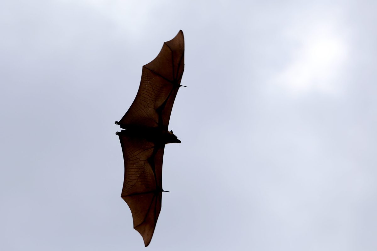 Vecteezy lyle s flying fox or bat fruit flying on sky 4486966 scaled.jpg