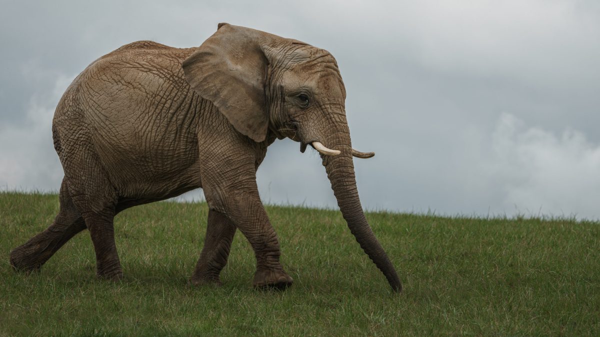 Vecteezy african bush elephant 3601189 1 1 scaled.jpg