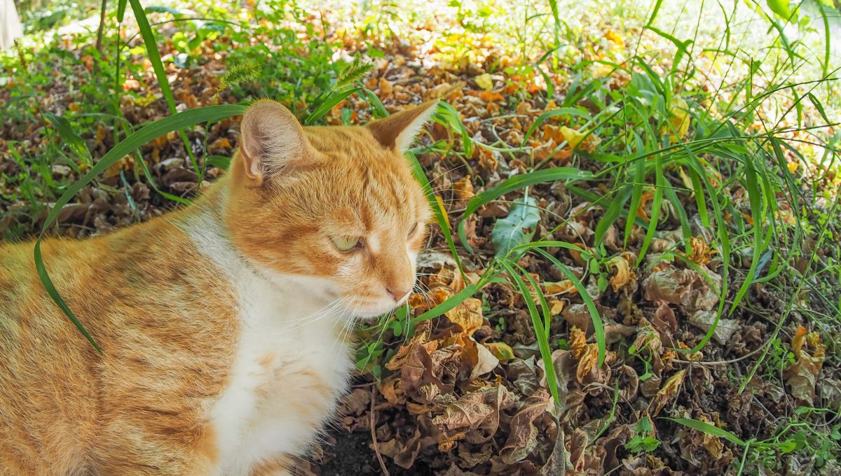 Vecteezy cat in the grass 3158200 scaled.jpg