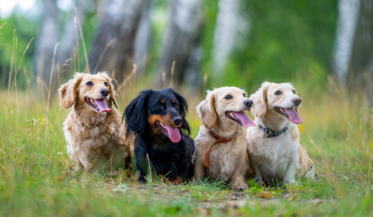 Vecteezy cheerful and cute group of small breed on nature background 42148440 scaled.jpg