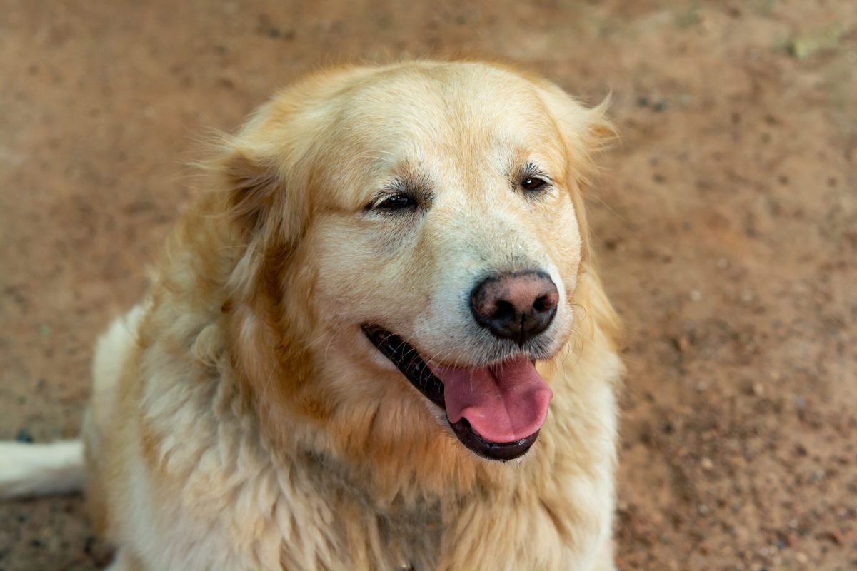Vecteezy closeup portrait of golden retriever dog 6538750 scaled.jpg