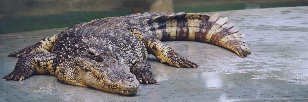 Vecteezy crocodiles are amphibians and have a ferocious disposition 11027067 scaled.jpg