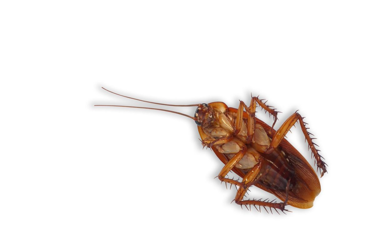 Vecteezy dead cockroach isolated white background 15763280 scaled.jpg