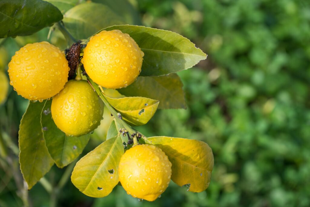 Vecteezy lemon tree with the morning dew 20298081 23204022814914781609 1024x684.jpg
