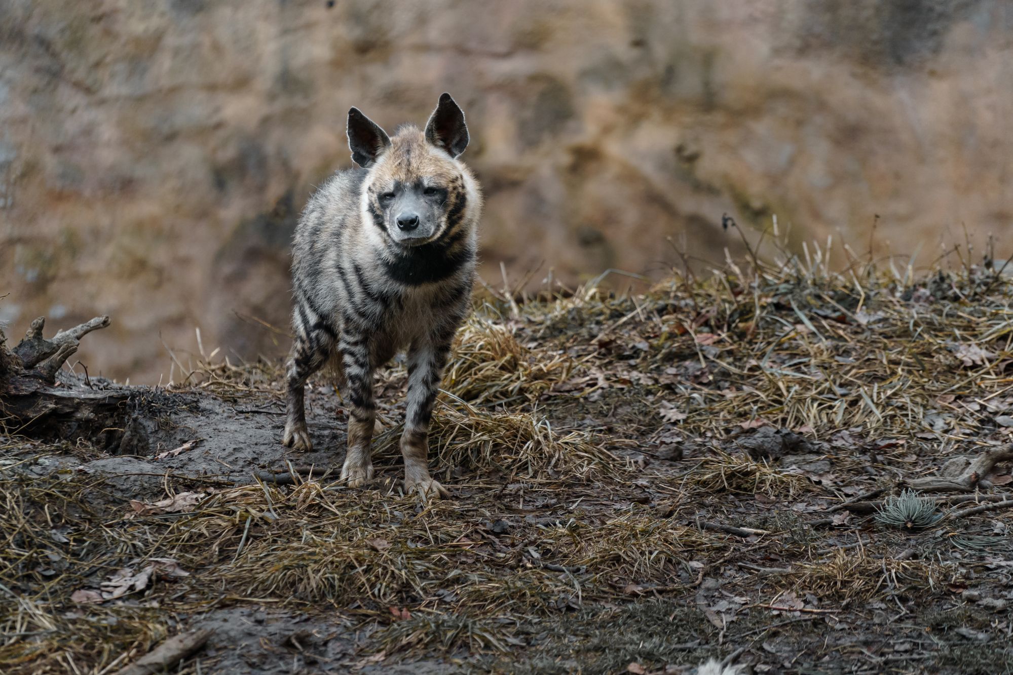 Vecteezy portrait of arabian striped hyaena 37397203 14727105983802013574.jpg