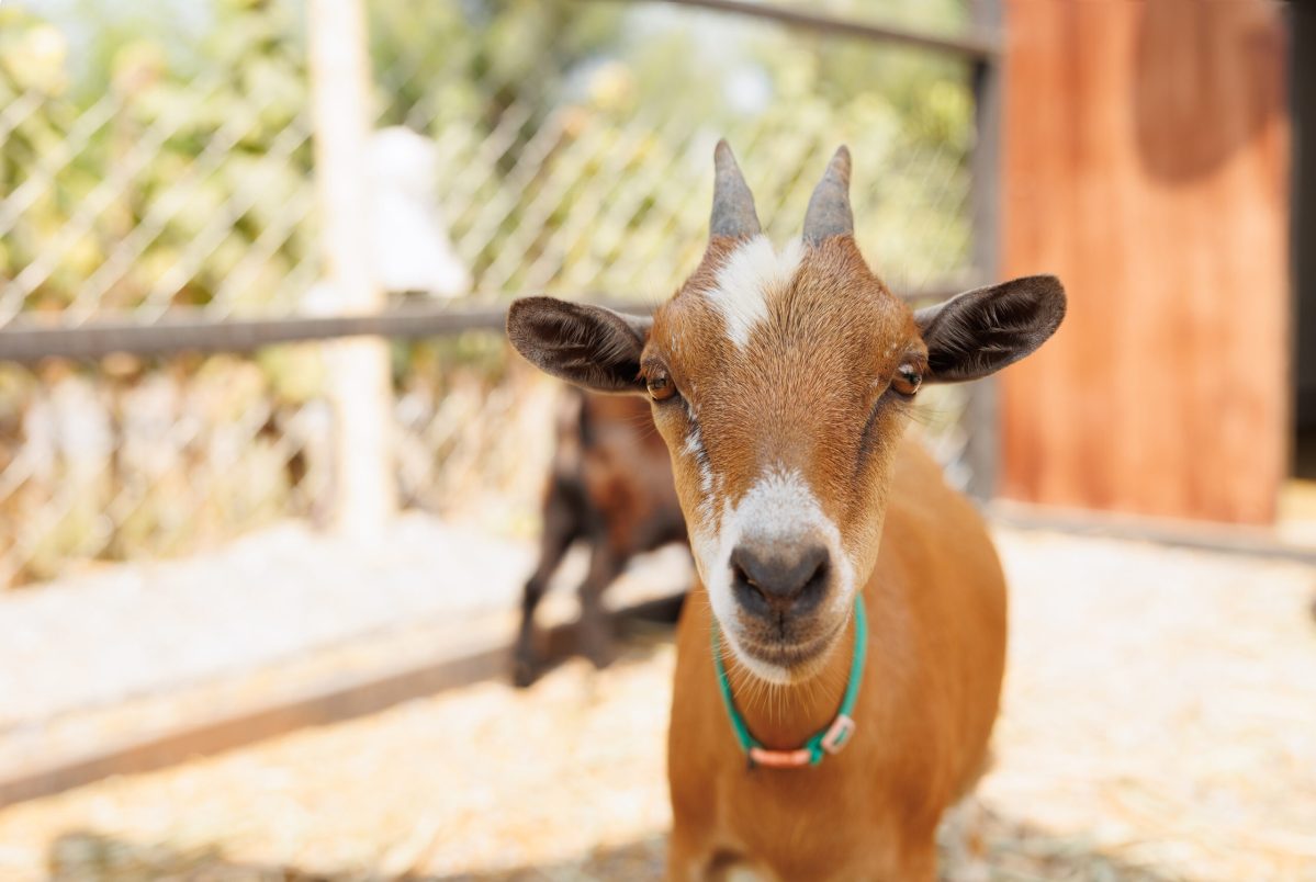 Vecteezy young goat brown color portrait animal farm domestic goats 47418364 scaled.jpg