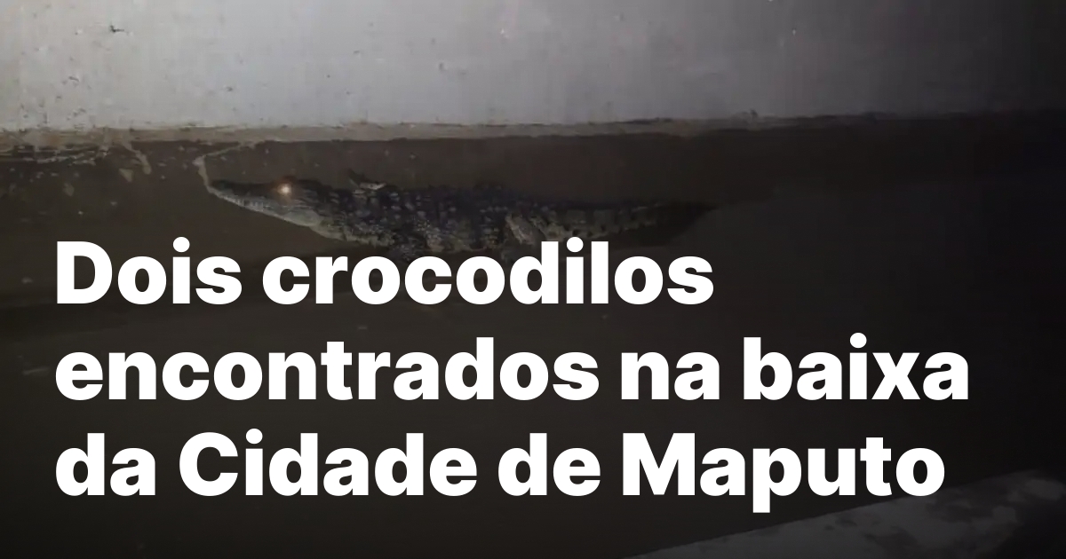 Crocodilos encontrados em canal de drenagem em maputo.jpeg