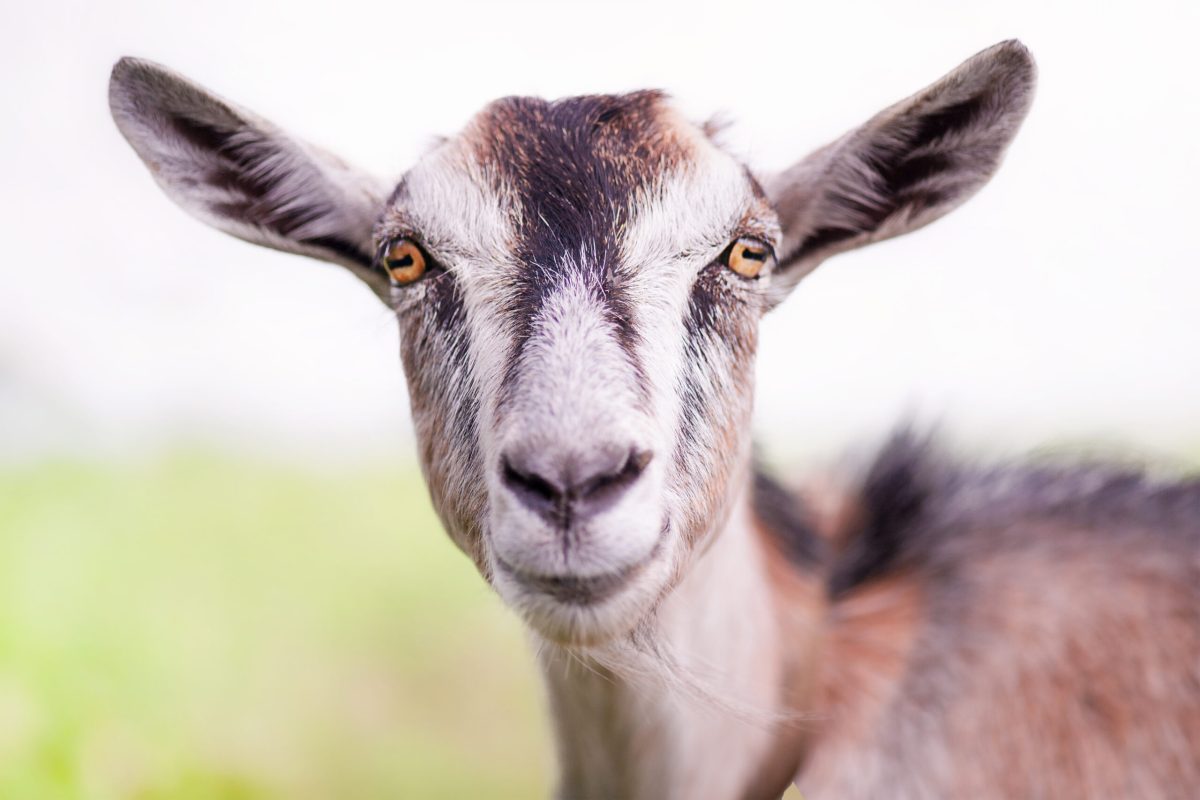Vecteezy brown gray goat goat against the background of the sky and 6045446 1 scaled.jpg