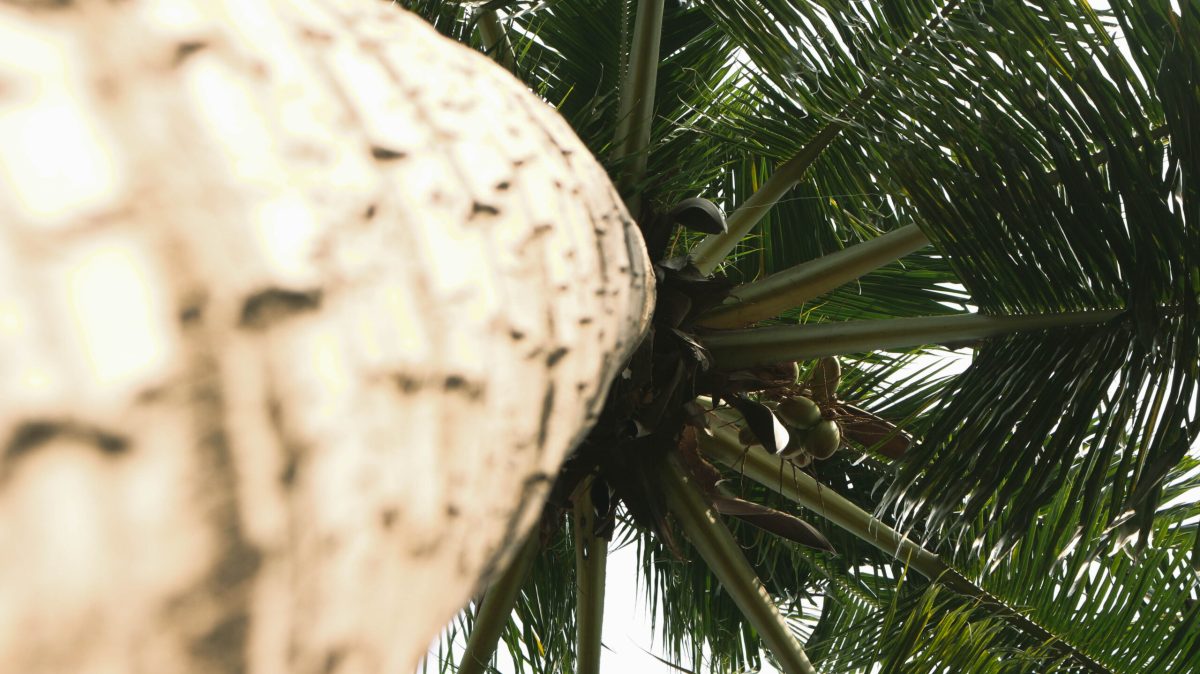 Vecteezy coconut trees blowing in the wind green and cool 45899189 scaled.jpg