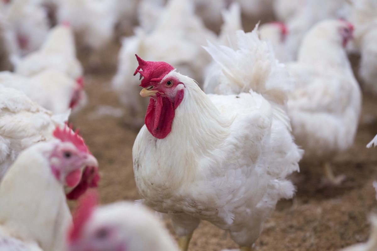 Vecteezy poultry broiler farm business with group of white chickens 4989077 2 scaled.jpg