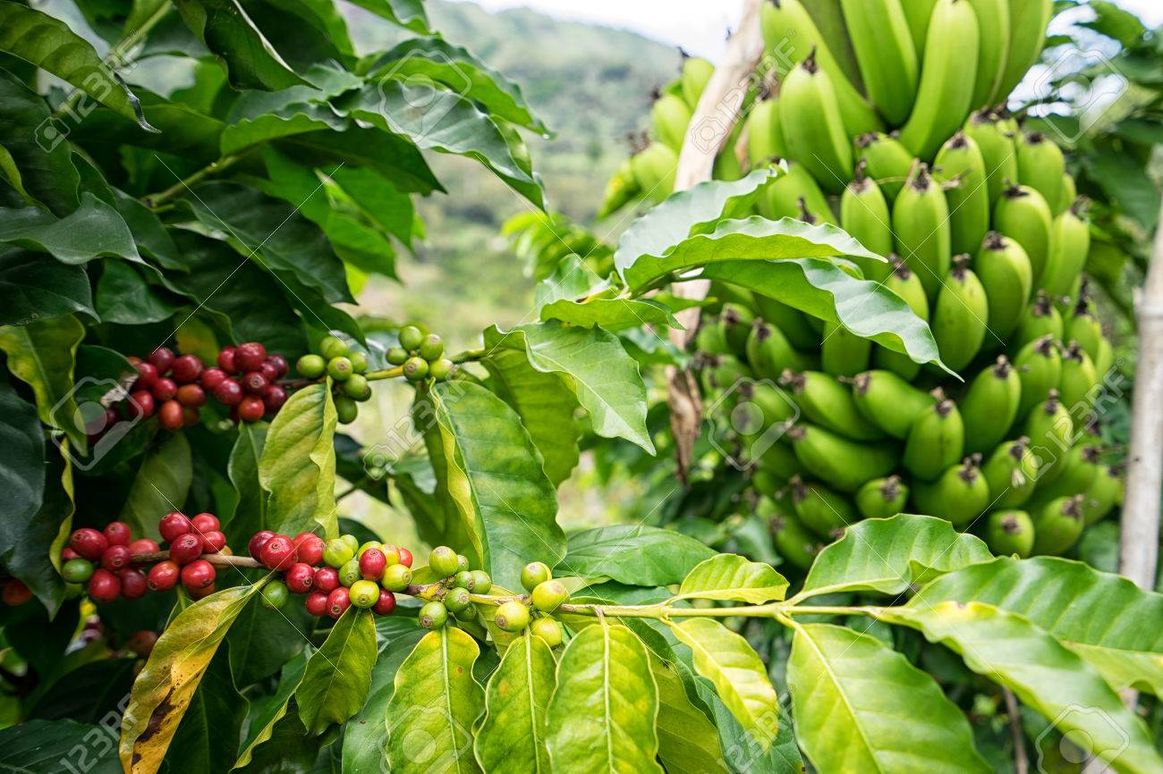 BANANA E CAFE Guija perde producao e diverso equipamento agricola.jpg