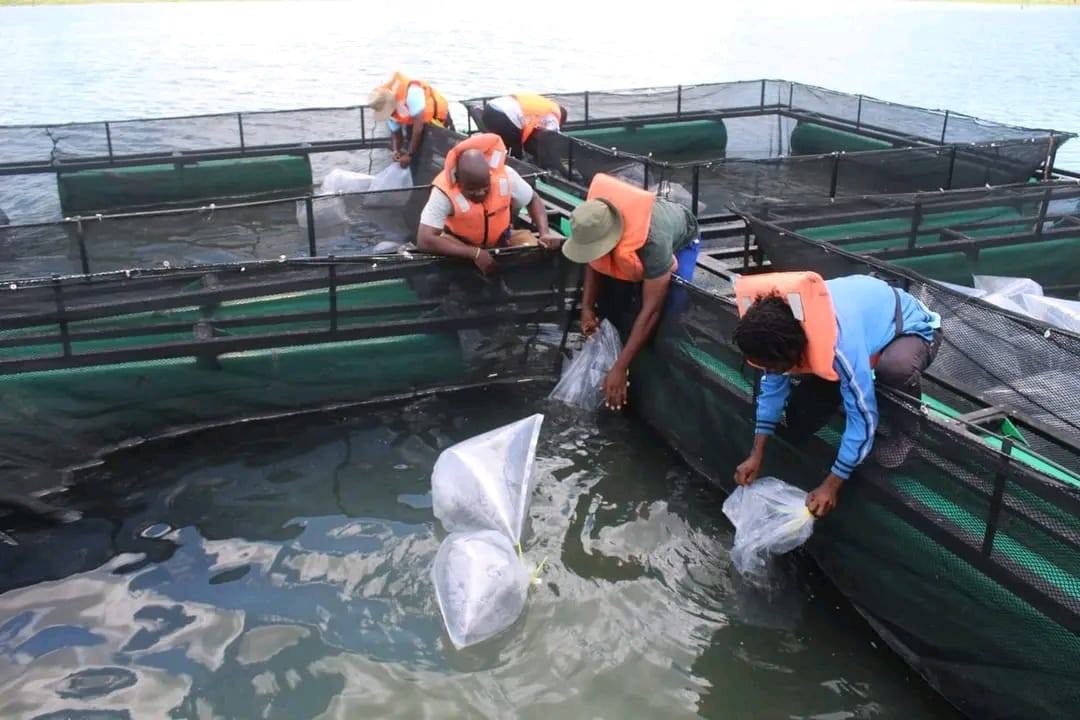 Reforcada producao de peixe em Chipalapala.jpeg