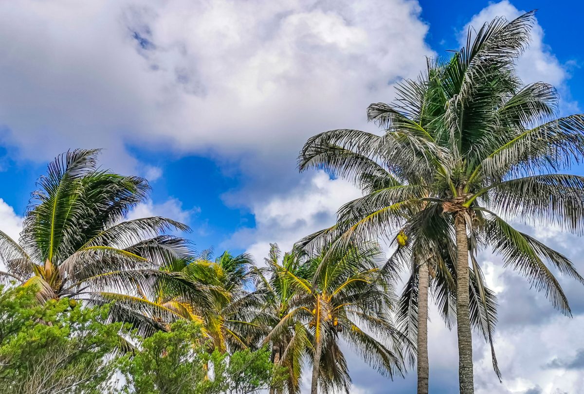 Vecteezy tropical palm trees coconuts blue sky in tulum mexico 11275435 4 scaled.jpg