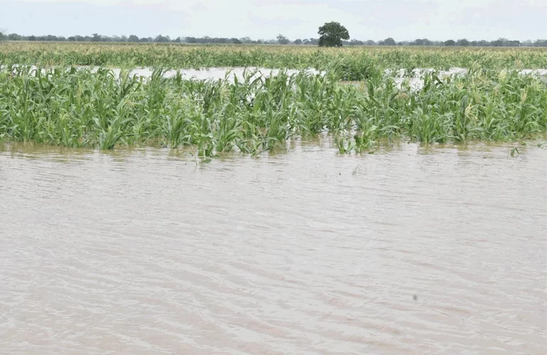 Transbordo do Rio Zambeze inunda milhares de hectares em Chemba.webp.webp.webp