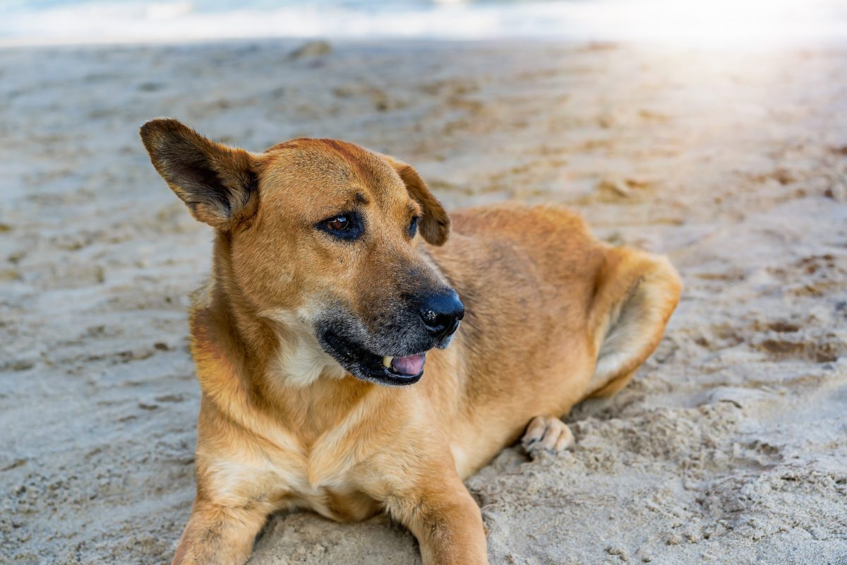 Vecteezy a cute brown dog lying and relaxing on the beach full of 6981570 scaled.jpg