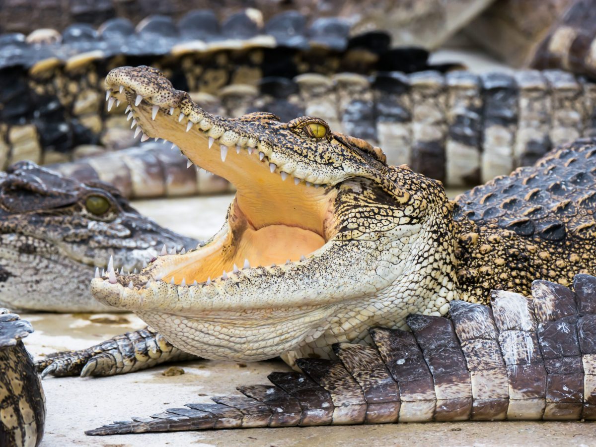 Vecteezy crocodile at rest 2009579 scaled.jpg