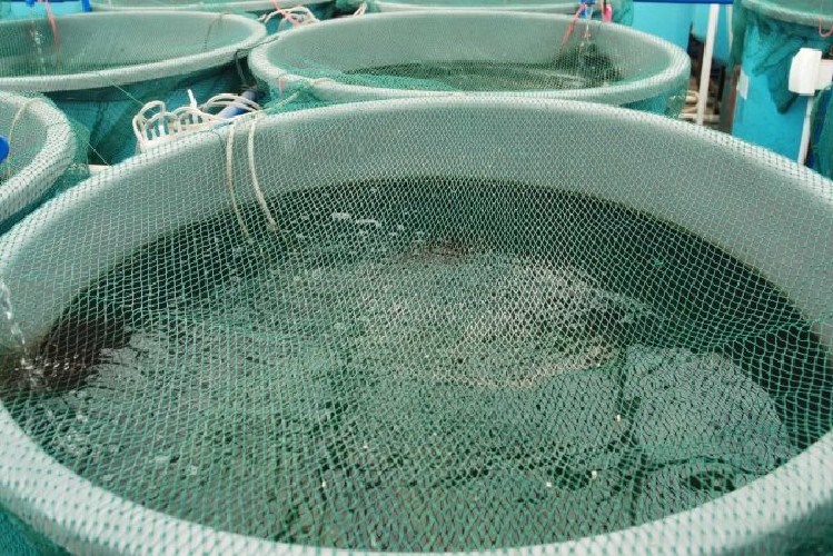 Sofala aposta na chegada de 200 gaiolas para reerguer aquacultura.jpeg