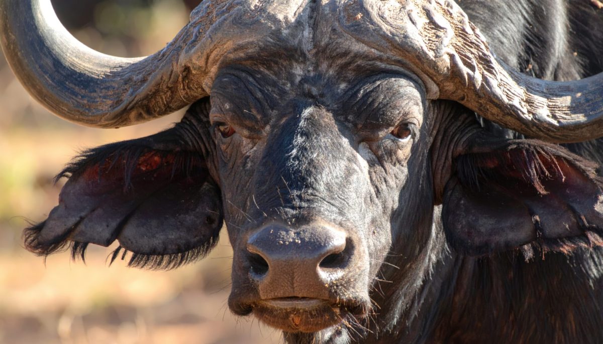 Vecteezy close up of bull with horns on it head and horns on 75429045 scaled.jpeg