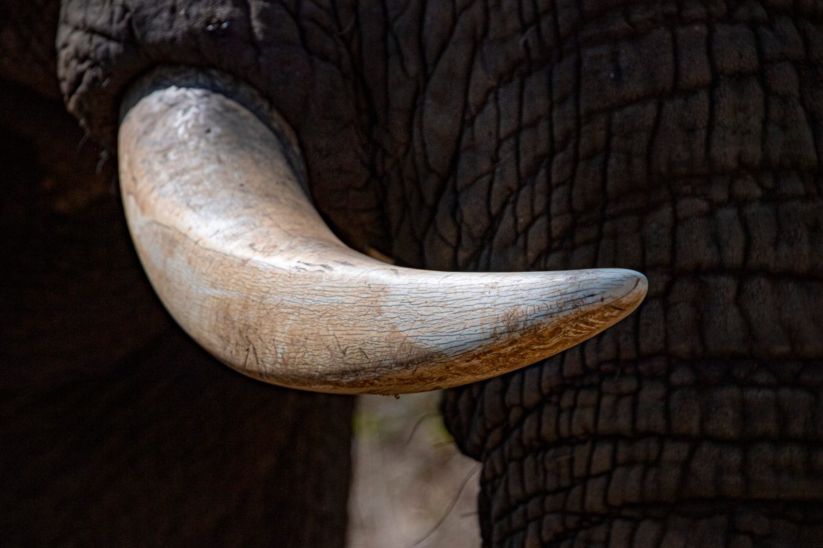 Vecteezy elephant ivory tusk close up in kruger park south africa 20220786 scaled.jpg