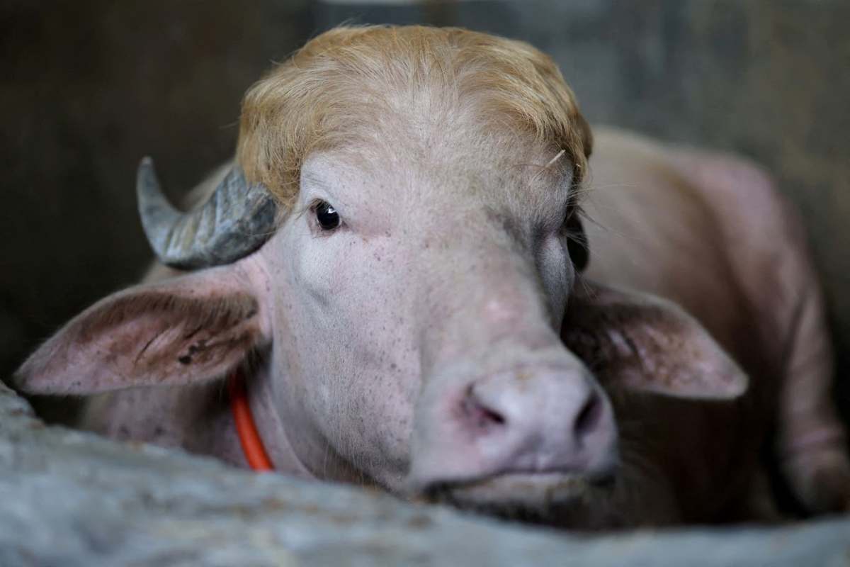2026 05 27T165130Z 113406772 RC20DLAVZ7W7 RTRMADP 3 BANGLADESH EID BUFFALO.jpeg