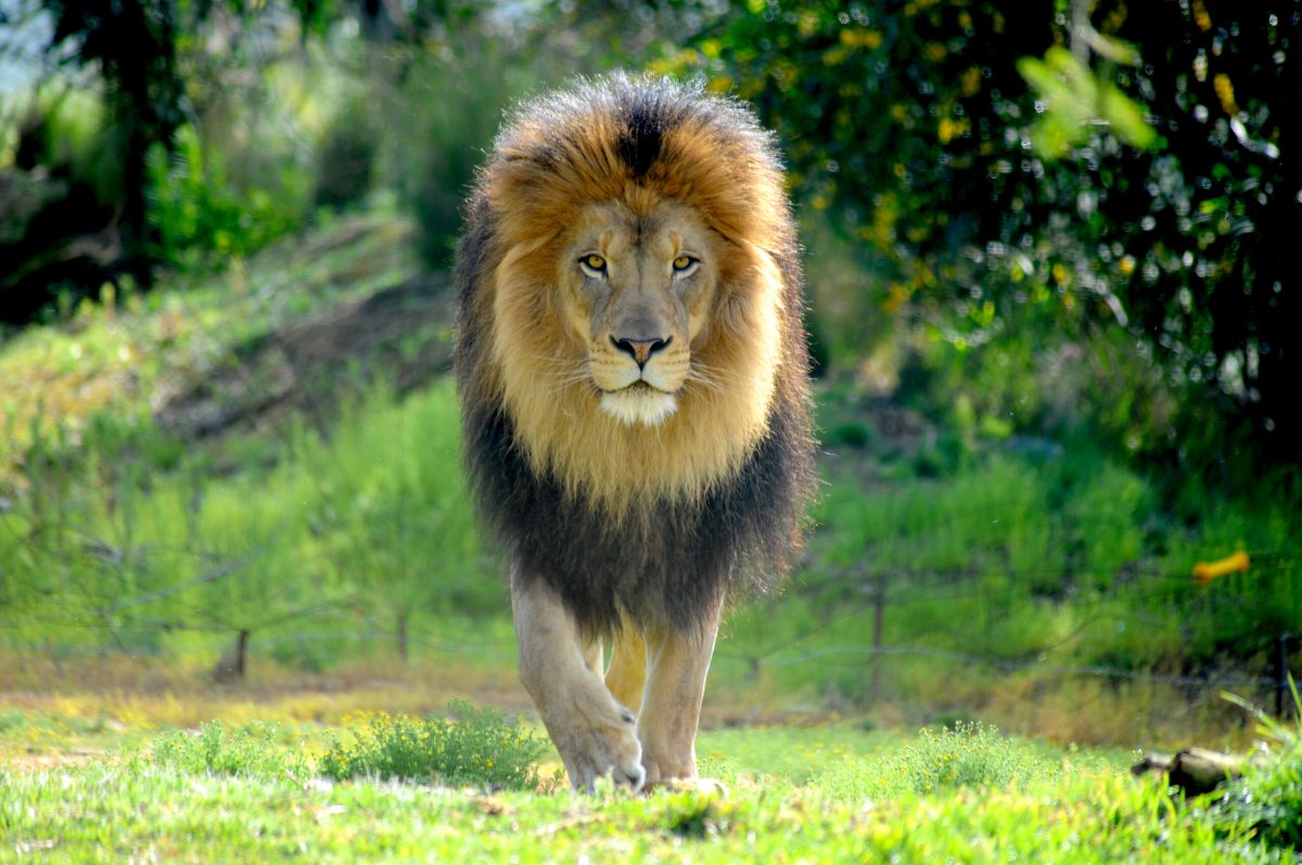 Vecteezy male lion walking in a stalking manner directly towards the 14685727 1 scaled.jpg