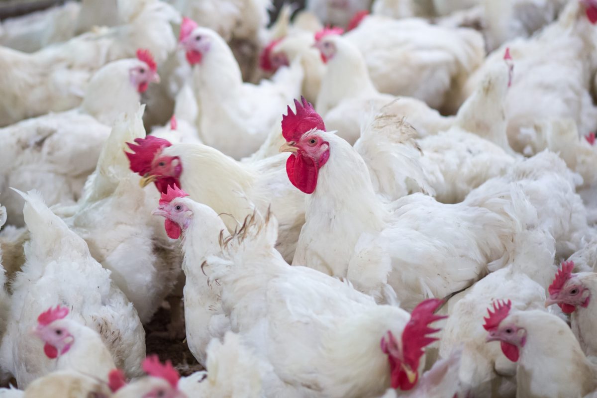 Vecteezy poultry broiler farm business with group of white chickens 4989092 scaled.jpg